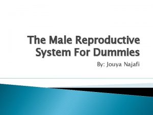 The Male Reproductive System For Dummies By Jouya