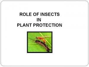 ROLE OF INSECTS IN PLANT PROTECTION v Insects