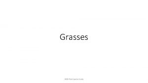 Grasses SRER Plant Species Guide Bothriochloa barbinodis common