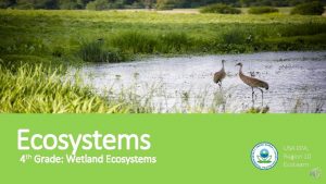 Ecosystems 4 th Grade Wetland Ecosystems USA EPA