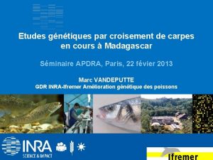 Etudes gntiques par croisement de carpes en cours