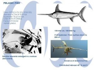 PELAGIC FISH Class OSTEICHTHYES PISCES Subclass ACTINOPTERYGII Superorder