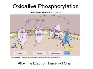 Oxidative Phosphorylation AKA The Electron Transport Chain Inner
