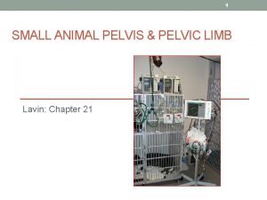 1 SMALL ANIMAL PELVIS PELVIC LIMB Lavin Chapter