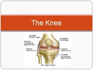 The Knee Bony Anatomy The knee is composed