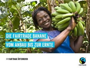 Die FAIRTRADE Banane Vom Anbau Bis zur Ernte