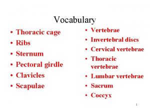 Vocabulary Thoracic cage Ribs Sternum Pectoral girdle Clavicles