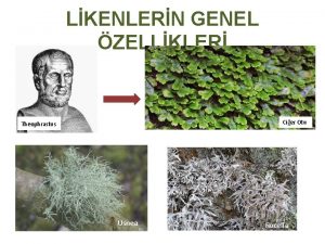 LKENLERN GENEL ZELLKLER Cier Otu Theophrastus Usnea Rocella