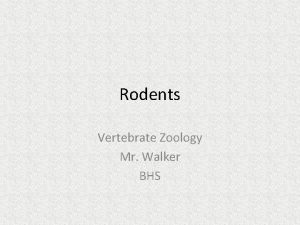 Rodents Vertebrate Zoology Mr Walker BHS Order Rodentia