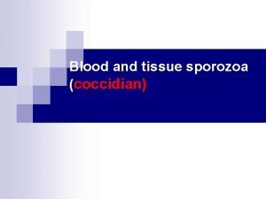 Blood and tissue sporozoa coccidian Outline n Blood