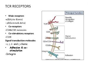 TCR RECEPTORS Main receptors Alpha beta Gamma delta