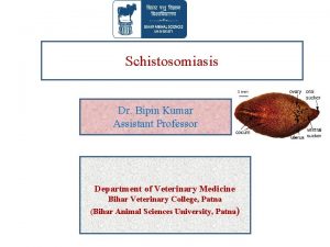 Schistosomiasis Dr Bipin Kumar Assistant Professor Department of