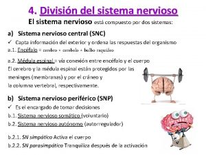 4 Divisin del sistema nervioso El sistema nervioso