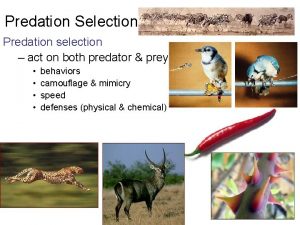 Predation Selection Predation selection act on both predator