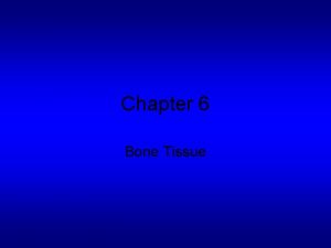 Chapter 6 Bone Tissue Function of Bone Tissue