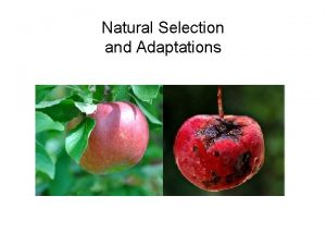 Natural Selection and Adaptations What are Adaptations Any