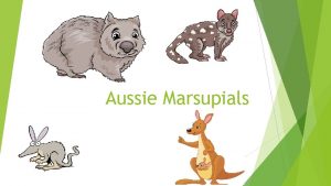 Aussie Marsupials Wombat Wombats have slow metabolisms They