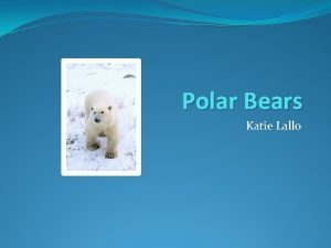 Polar Bears Katie Lallo Where are polar bears