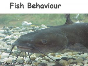 Fish Behaviour Introduction Fish behaviour is a complicated