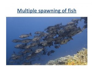 Multiple spawning of fish Multiple spawning Refers to