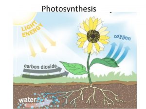 Photosynthesis Plants making their own food How do