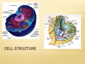 CELL STRUCTURE CELL STRUCTURE Enormous variety in the