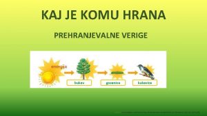 KAJ JE KOMU HRANA PREHRANJEVALNE VERIGE bukev gosenica