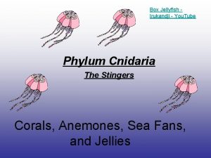 Box Jellyfish Irukandji You Tube Phylum Cnidaria The