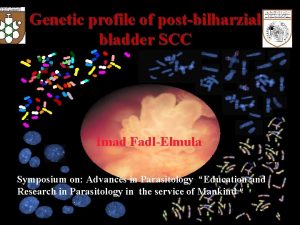 Genetic profile of postbilharzial Uroepithelial bladder carcinomas SCC