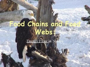 Food Chains and Food Webs Energy Flow in