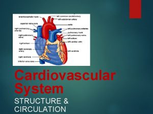 Cardiovascular System STRUCTURE CIRCULATION Heart System Includes Heart