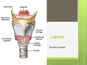 Larynx Brendon Degner Introduction The Larynx is located
