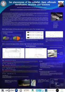 Sex pheromones of the cuttlefish Sepia officinalis identification