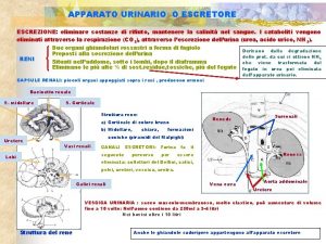 APPARATO URINARIO O ESCRETORE ESCREZIONE eliminare sostanze di