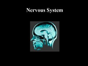 Nervous System Central Nervous System Brain Spinal Chord