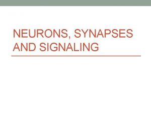 NEURONS SYNAPSES AND SIGNALING The neuron structure and