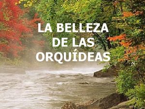 LA BELLEZA DE LAS ORQUDEAS NO TE OLVIDES