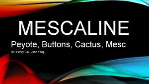 MESCALINE Peyote Buttons Cactus Mesc BY Henry Cox