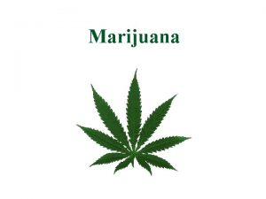 Marijuana Marijuana What is it Marijuana is a