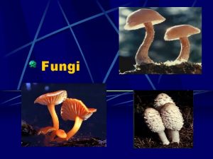 Fungi Fungi Basics Eukaryotic Nonphotosynthetic Organisms Most are