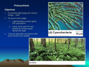 Photosynthesis Objectives 1 PS converts light energy into