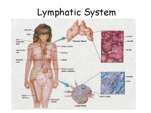 Lymphatic System Lymphatic System Functions Fluid Protein Balance