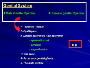 Genital System Male Genital System Female genital System