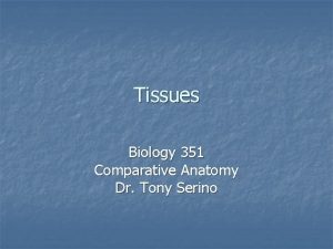 Tissues Biology 351 Comparative Anatomy Dr Tony Serino