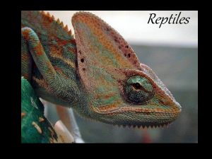 Reptiles 310 million years ago reptiles were the