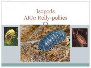 Isopods AKA Rollypollies Natural History of Terrestrial Isopods