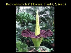 Radical radicles Flowers fruits seeds Flower development Plant