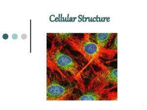 Cellular Structure 1 Cell Theory The cell theory