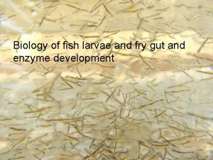 Biology of fish larvae and fry gut and