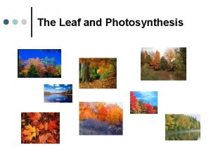 The Leaf and Photosynthesis Introduction The leaf is